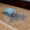 50x8 Mild Steel Wood Screw